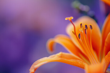 Close Up of Vibrant Orange Lily Against Blurred Purple Background