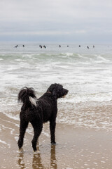 Dog on Beach Looking out Into Ocean