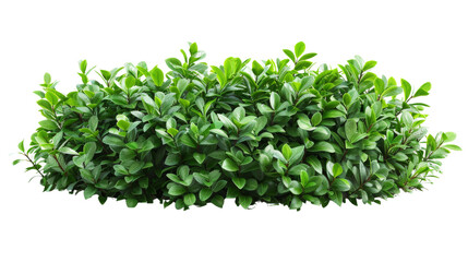 A bush with lush green leaves isolated on a white background