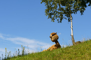 Solitary Lama Resting on Green Hillside Under a Clear Blue Sky