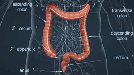 Anatomy of large intestine