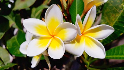 Obraz premium frangipani plumeria flowers