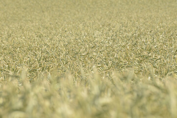 Roggen, Winterroggen, Secale cereale L.