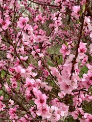 Many delicate pink flowers of ordinary peach on young branches close up
