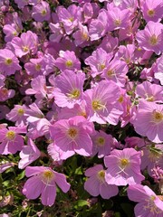 봄에 어울리는 꽃