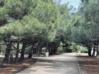 Walking park alley with pine trees on the edges