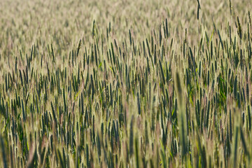 Roggen, Winterroggen, Secale cereale L.