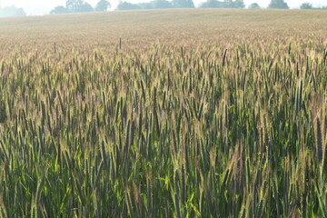 Roggen, Winterroggen, Secale cereale L.