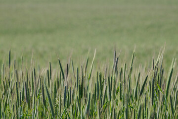 Roggen, Winterroggen, Secale cereale L.