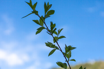 A green branch in the blue-sky background , nature