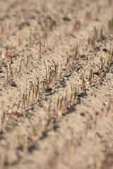 Roggen, Winterroggen, Secale cereale L.