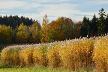 Chinaschilf,  Miscanthus x giganteus,  Anbau als Energiepflanze auf einem Feldstück