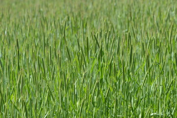 Obraz premium Roggen, Winterroggen, Secale cereale L.