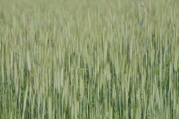 Fototapeta premium Roggen, Winterroggen, Secale cereale L.