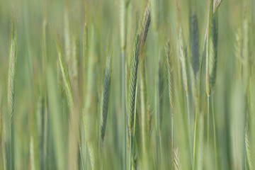 Obraz premium Roggen, Winterroggen, Secale cereale L.