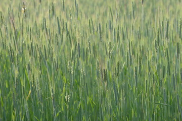 Roggen, Winterroggen, Secale cereale L.