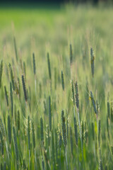 Roggen, Winterroggen, Secale cereale L.