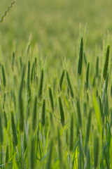 Roggen, Winterroggen, Secale cereale L.