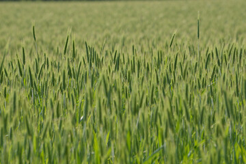 Roggen, Winterroggen, Secale cereale L.