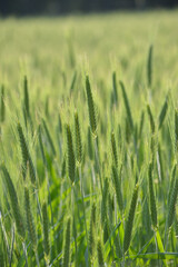 Roggen, Winterroggen, Secale cereale L.