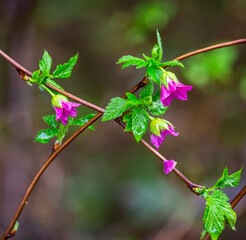 Salmonberry (Rubus spectabilis) blossoms in the Green Timbers Forest; British Columbia, Canada