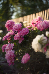 bushes of pink peonies against the background of a wooden fence, sunset, evening outside the city