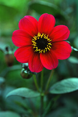 Red Flower