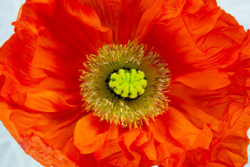 Close-up of a bright, orange poppy (Papaver); Studio Shot