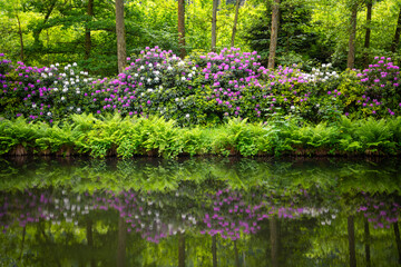 Colorful pink and white flowers on large rhododendron bushes on a spring day in May. Flowering...