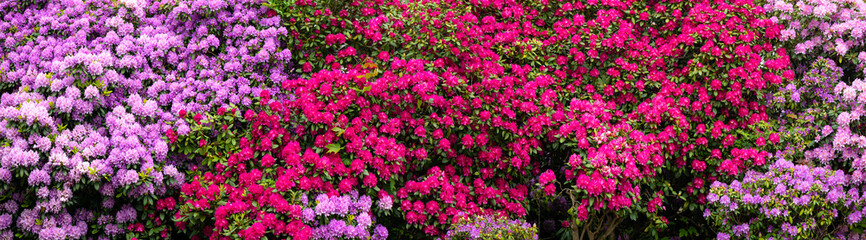 Colorful pink, lilac, magenta and purple flowers on large rhododendron bushes on a spring day in May. Flowering plants in a hedge in Iserlohn in the Sauerland (Germany). Wide angle panoramic banner.