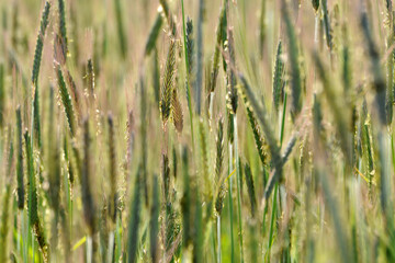 Roggen, Winterroggen, Secale cereale L.