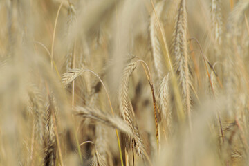 Roggen, Winterroggen, Secale cereale L.