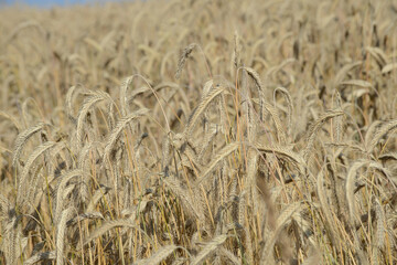 Roggen, Winterroggen, Secale cereale L.