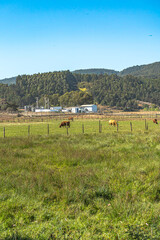 landscape with cows and a farm with a forest as background