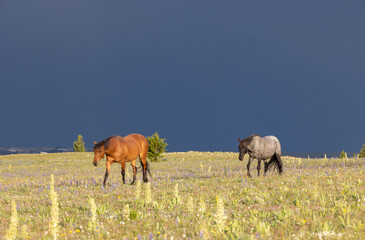 Wild Horses in the Pryor Mountains Montana in Summer