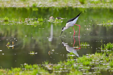 Black-winged stilt shorebird searches for food in puddles