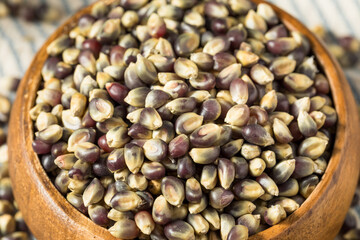 Dry Organic Purple Popcorn Kernels