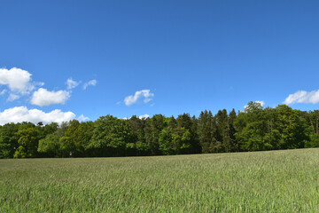 Fototapeta premium Roggen, Winterroggen, Secale cereale L.