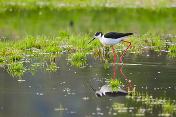 Black-winged stilt shorebird searches for food in puddles