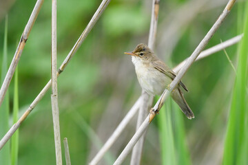 reed warbler sings on a reed in the reeds in May