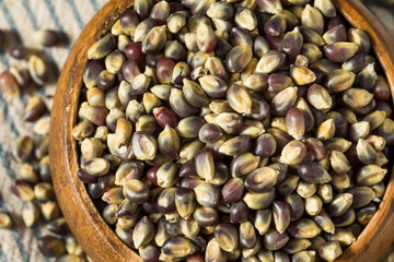 Dry Organic Purple Popcorn Kernels