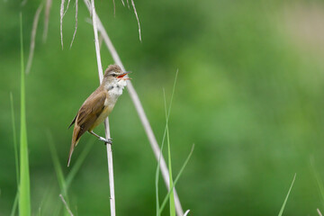 reed warbler sings on a reed in the reeds in May