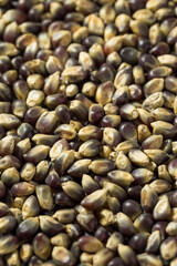 Dry Organic Purple Popcorn Kernels