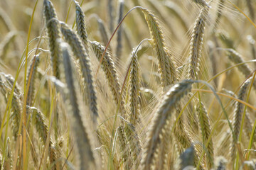 Roggen, Winterroggen, Secale cereale L.