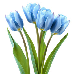 bouquet of four blue tulips with green leaves isolated on transparent background