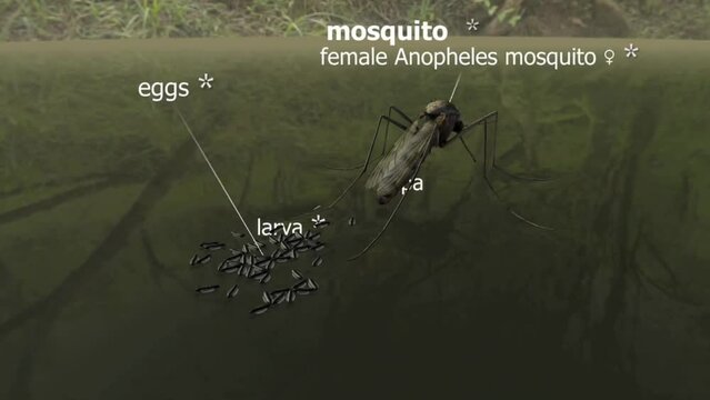Anopheles mosquito