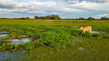 Deer in Hato La Aurora, Casanare, Colombia, amidst lush greenery and water
