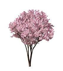 Beautiful blossoming spring tree isolated on white