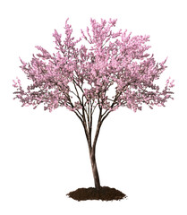 Obraz premium Beautiful blossoming spring tree isolated on white
