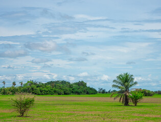 Obraz premium Lush green landscape with scattered trees under a cloudy sky in Hato La Aurora, Casanare, Colombia